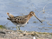 Feeding Snipe