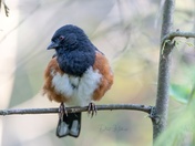 Spotted Towhee