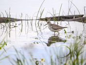 Lesser Yellowlegs