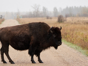 Lake Audy Prairie Bison at RMNP