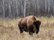 Lake Audy Prairie Bison at RMNP