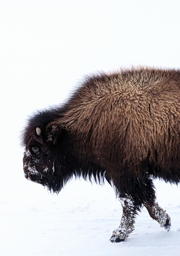 Yellowstone National Park