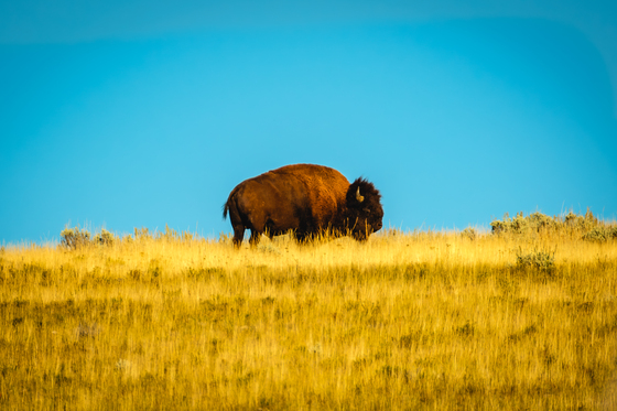 YELLOWSTONE NATIONAL PARK