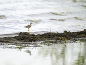 Greater Yellowlegs