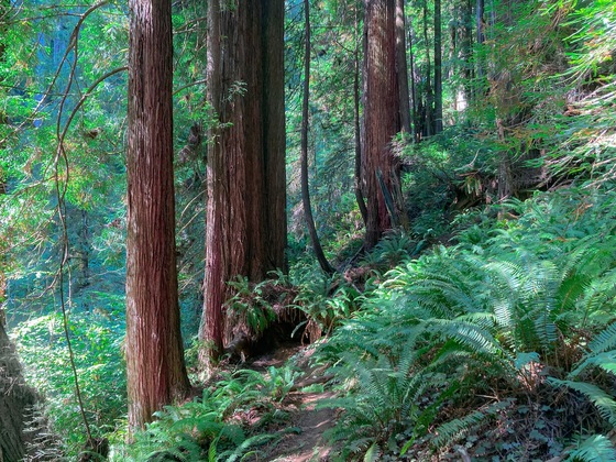 Redwoods State & National Parks