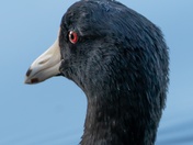 American Coot