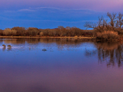 Bosque del Apache Wildlife Refuge