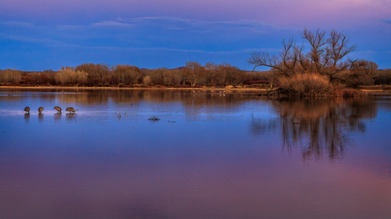 Bosque del Apache Wildlife Refuge