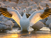 Bosque Del Apache Wildlife Refuge