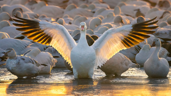 Bosque Del Apache Wildlife Refuge