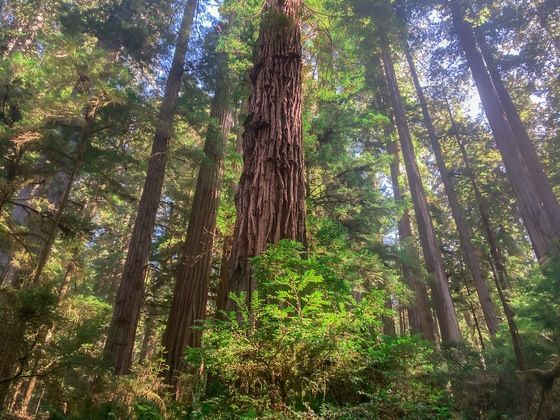 Redwoods State & National Parks