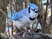 Blue Jay 