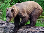 Chugach National Forest - Russian River Campground