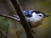 White-breasted Nuthatch