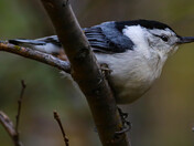Nuthatch