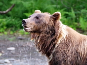 Chugach National Forest - Russian River Campground