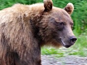 Chugach National Forest - Russian River Campground