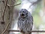 Yawning Barred Owl