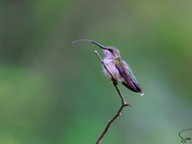 Ruby-throated Hummingbird 