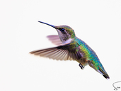 Ruby-throated Hummingbird 