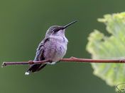 Ruby-throated Hummingbird 