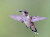Ruby-throated Hummingbird 
