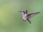 Ruby-throated Hummingbird 
