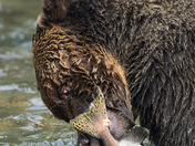 Grizzly bear face to face 
