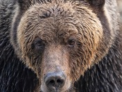 Grizzly bear face to face 