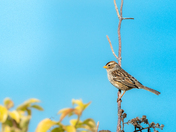 White crowned Sparrow