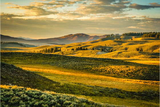 Yellowstone National Park
