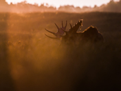 Moose Shedding Velvet