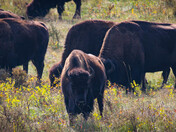 Bison Herd