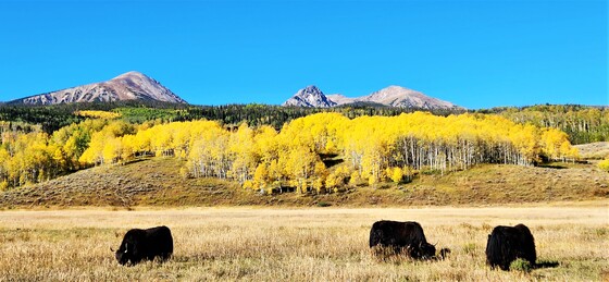 White River National Forest