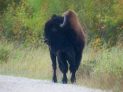 Bison