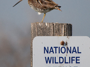 Ninepipes Wildlife Refuge