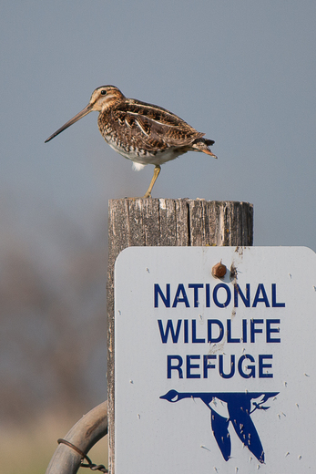 Ninepipes Wildlife Refuge