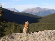 Chippy