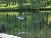 Blue Heron