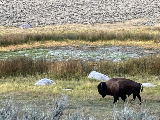 Yellowstone National Park