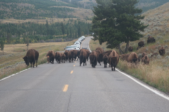 Yellowstone National Park 