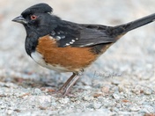 A portrait of the Spotted Towhee
