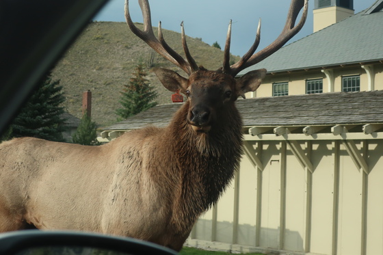 Yellowstone National Park