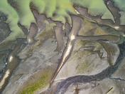 Silt Deposits, Fraser River