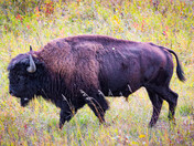 Bison on the Move