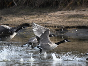 Geese taking off