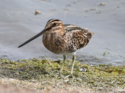 The look of a Snipe