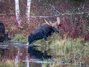 Moose season
