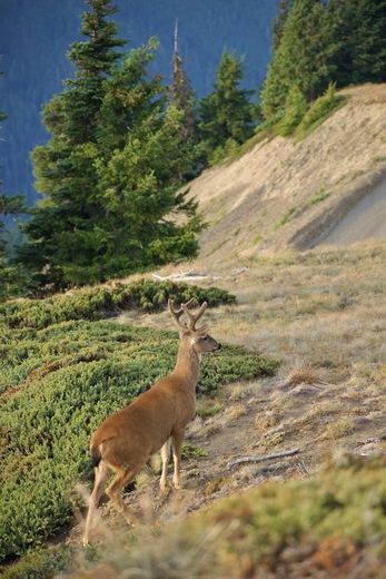 Olympic National Park