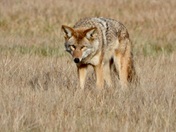 Finley NWR